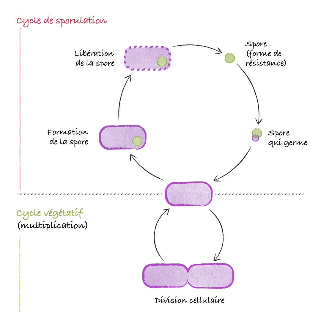 Le cycle de sporulation des bactéries © Maud Guillot / Réseau Canopé / Étincel www.reseau-canope.fr/etincel