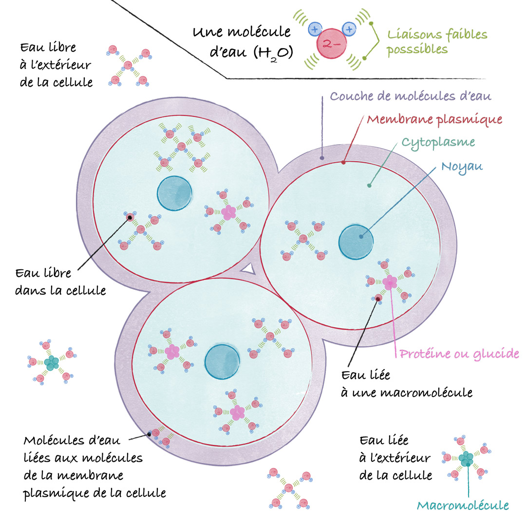 L’eau libre et l’eau liée d’un aliment © Maud Guillot / Réseau Canopé / Étincel www.reseau-canope.fr/etincel