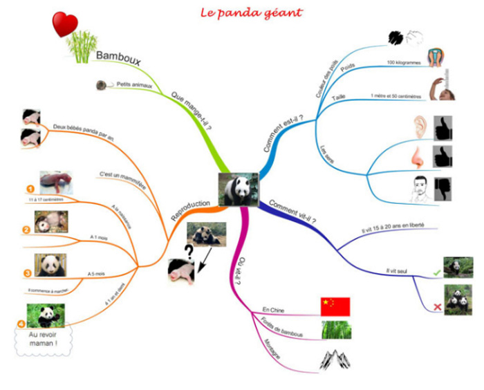 Photographie d’une carte mentale. Au centre la photo d’un panda. Différentes ramifications imagées partent de lui : « Comment vit-il ? » « Que mange-t-il ? » « Comment est-il ? » « Où vit-il ? » « Reproduction ».