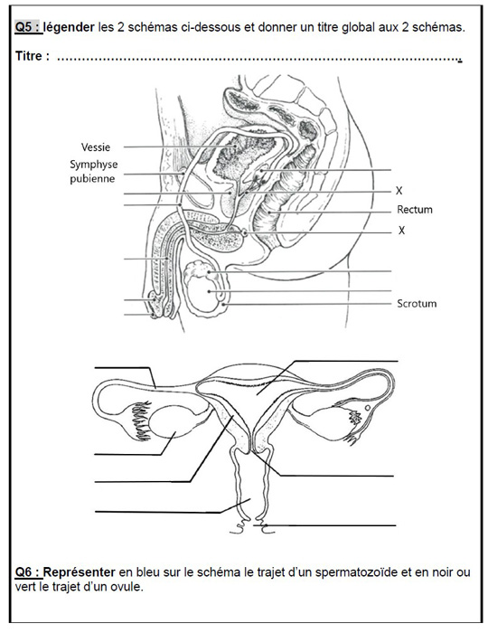 Description : exemples de fiches non adaptées et adaptées en SVT (description trop complexe).