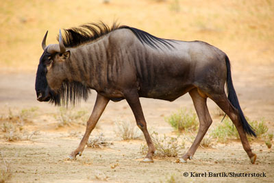 Photographie d’un gnou.