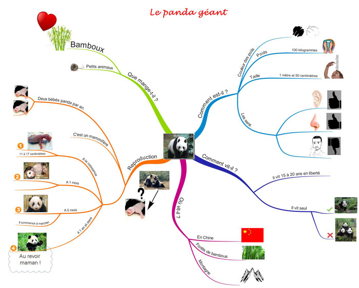 Carte mentale sur le panda géant.